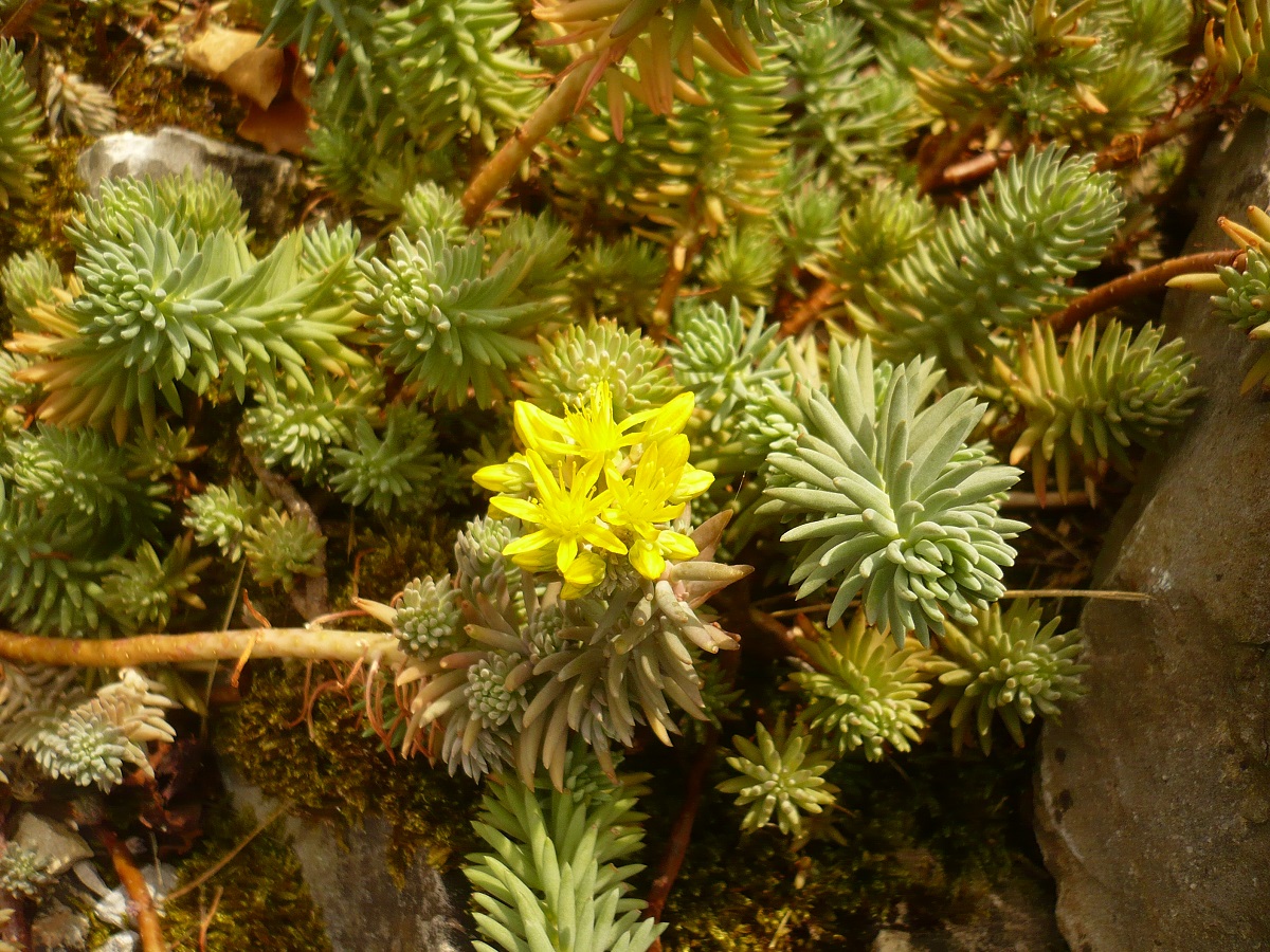 Sedum x nicaeense (Crassulaceae)